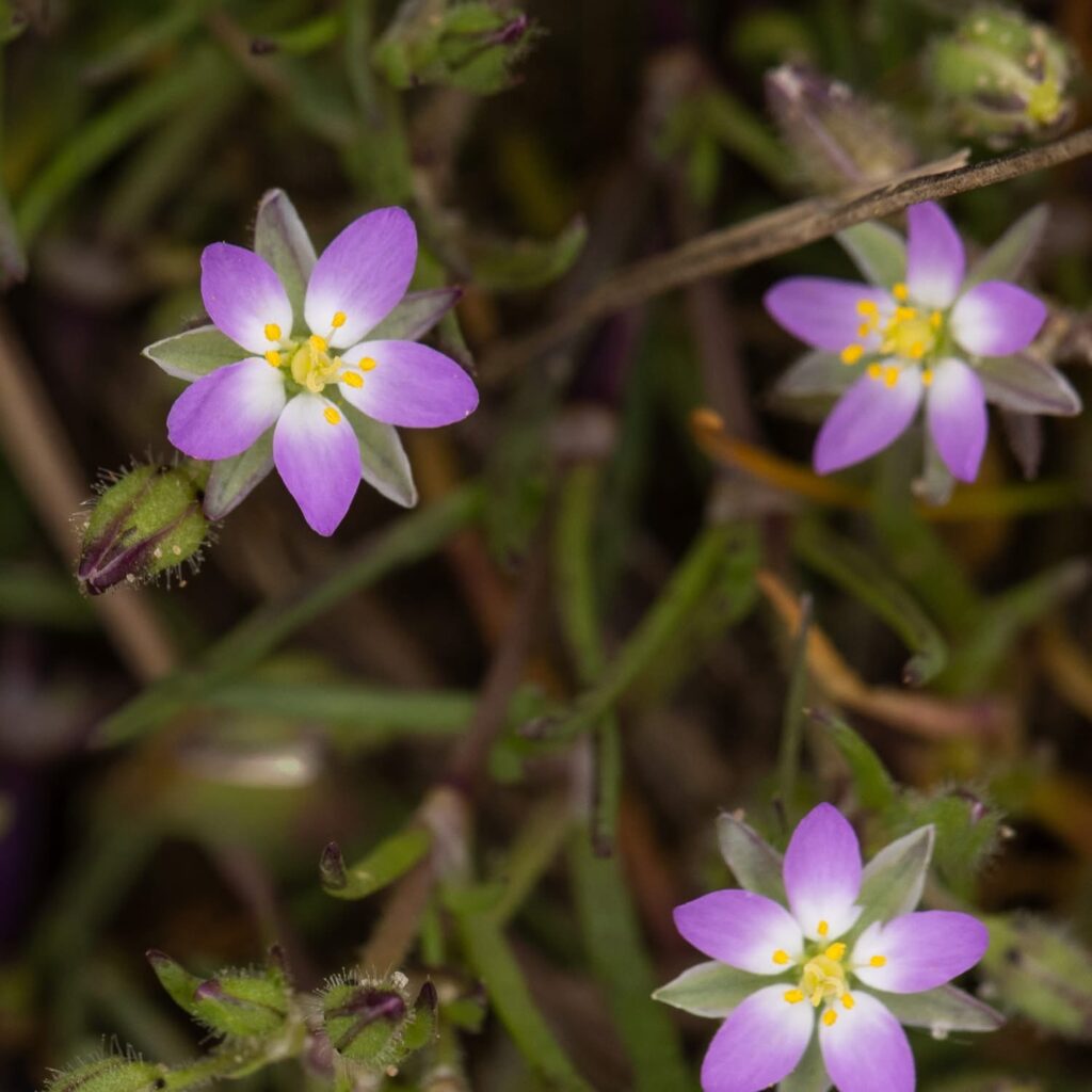 Lesser Sea-spurrey (Spergularia marina)