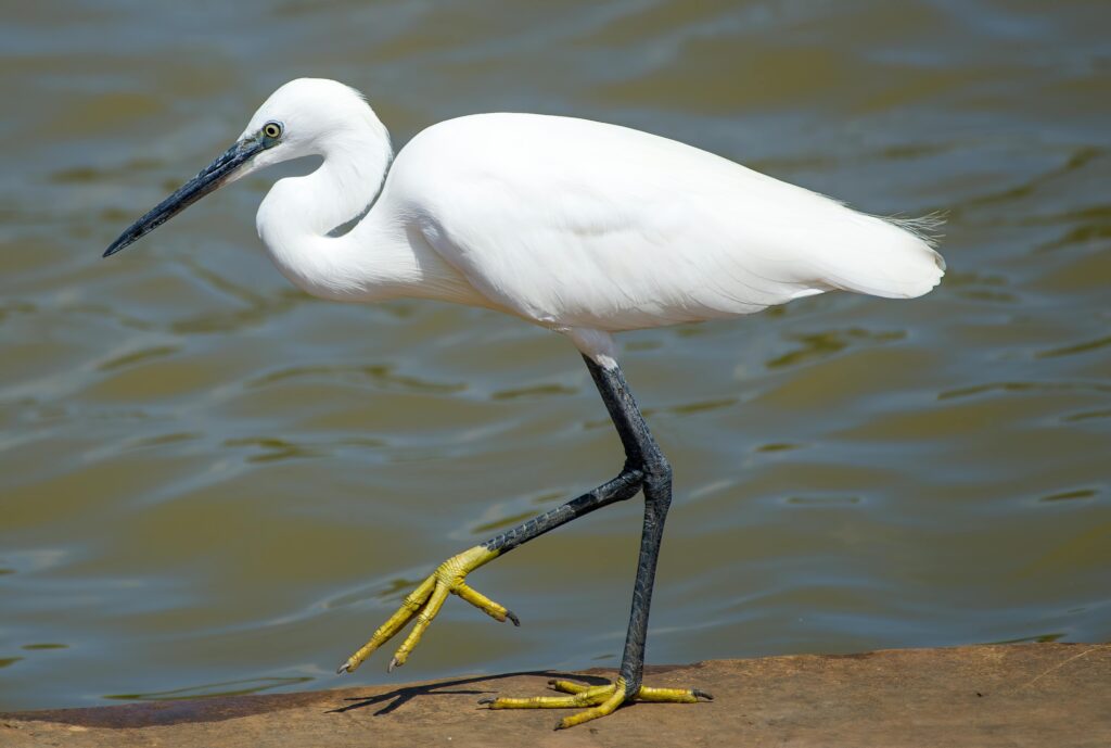 Little Egret