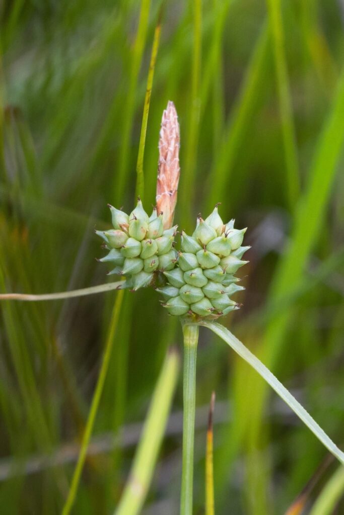 Long-bracted Sedge (Carex extensa)