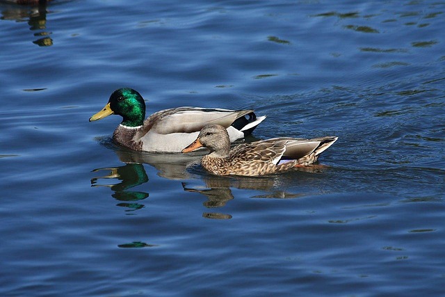 Mallard bird