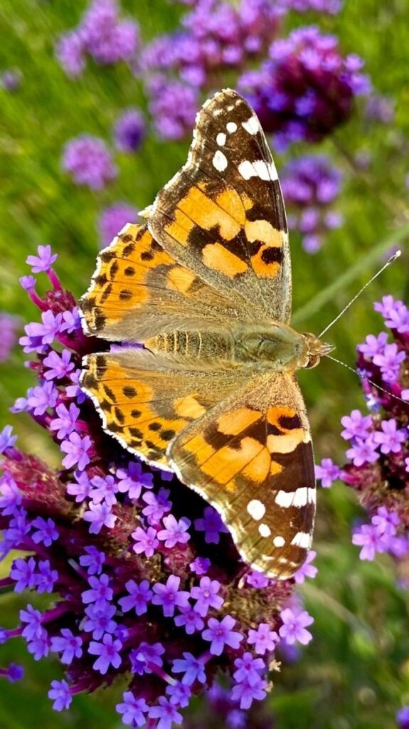 Painted Lady butterfly