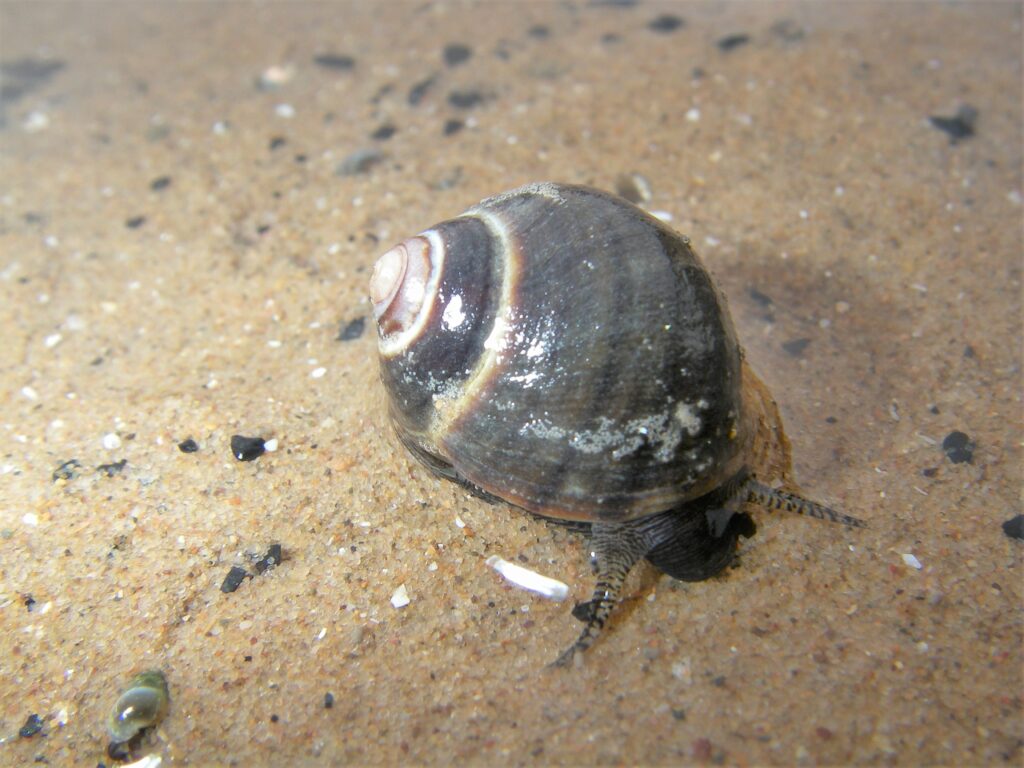 Periwinkle