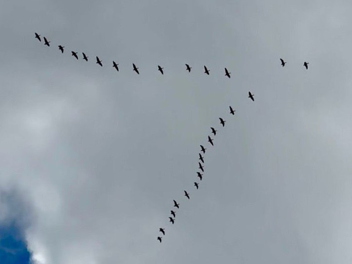 Pink-footed Geese