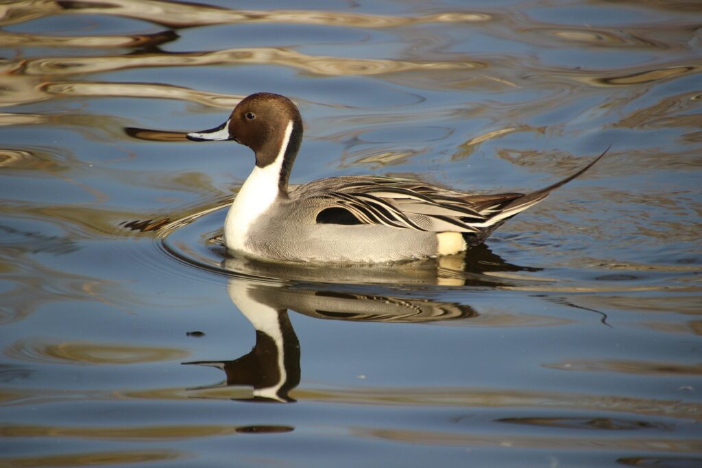 Pintail bird