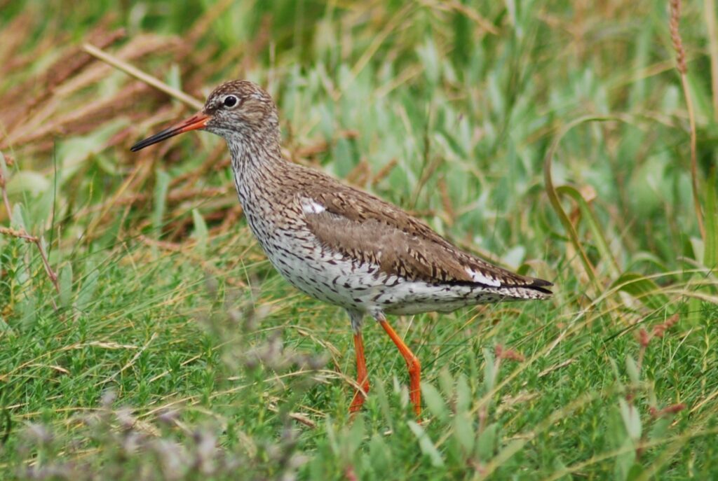Redshank bird