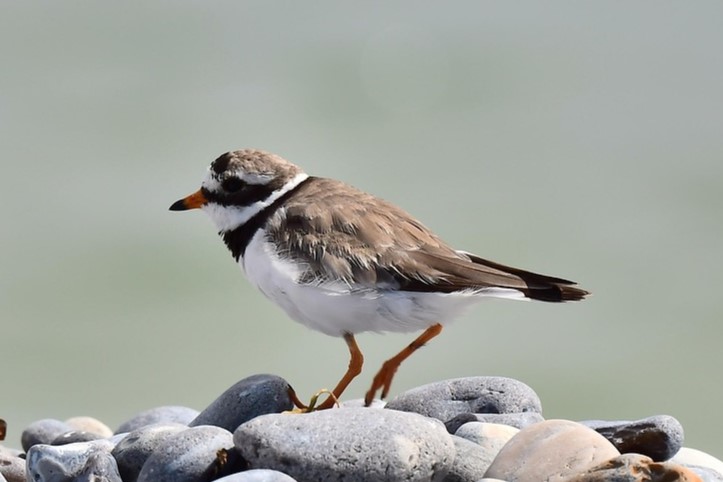 Ringed Plover
