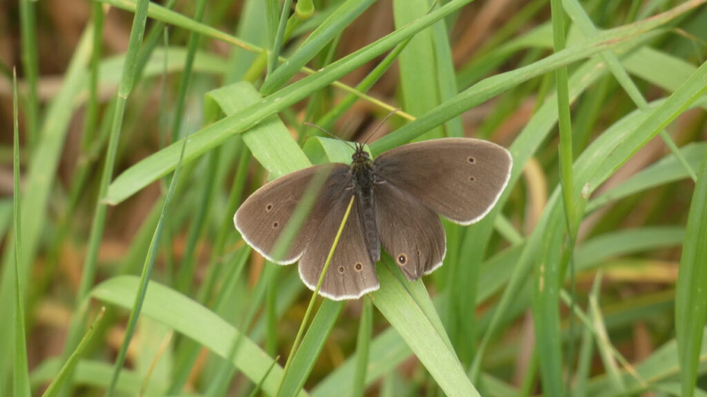 Ringlet butterfly