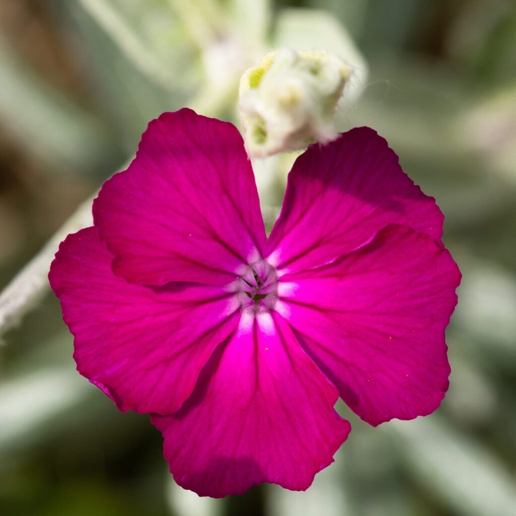 Rose Campion (Silene coronaria)