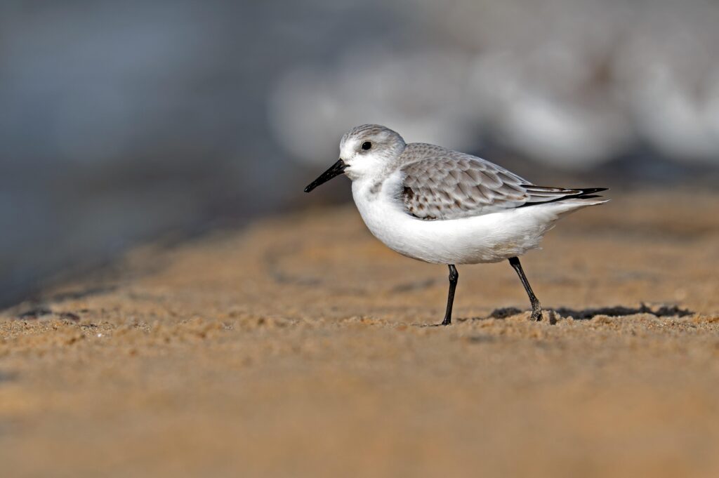 Sanderling
