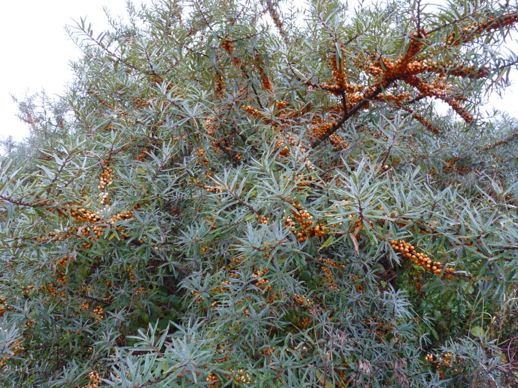 Sea Buckthorn (Hippophae rhamnoides)