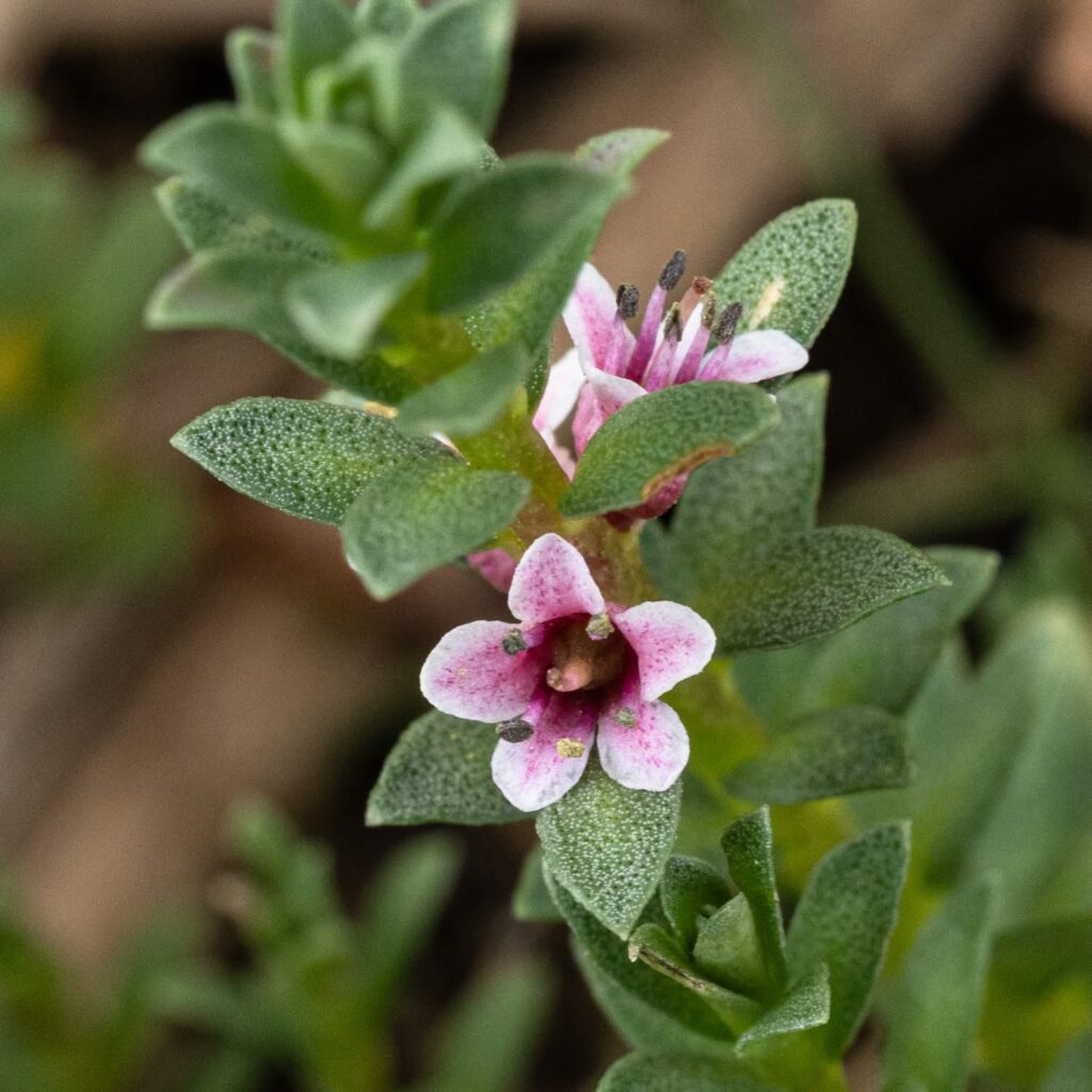 Sea Milkwort (Lysimachia maritima)