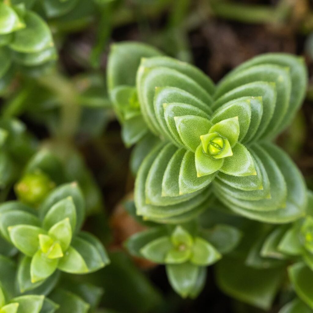 Sea Sandwort (Honckenya peploides)