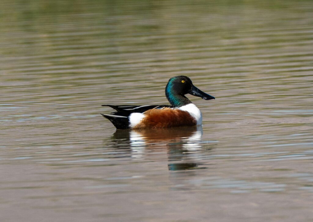 Shoveler bird