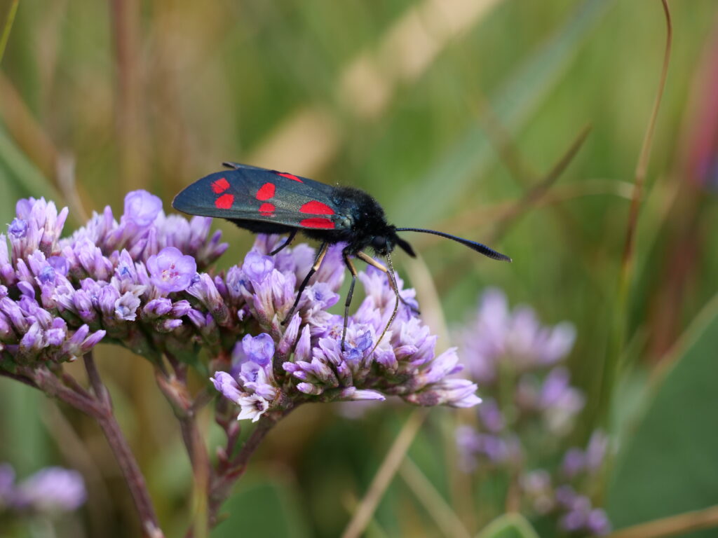 Six-spot Burnet butterfly