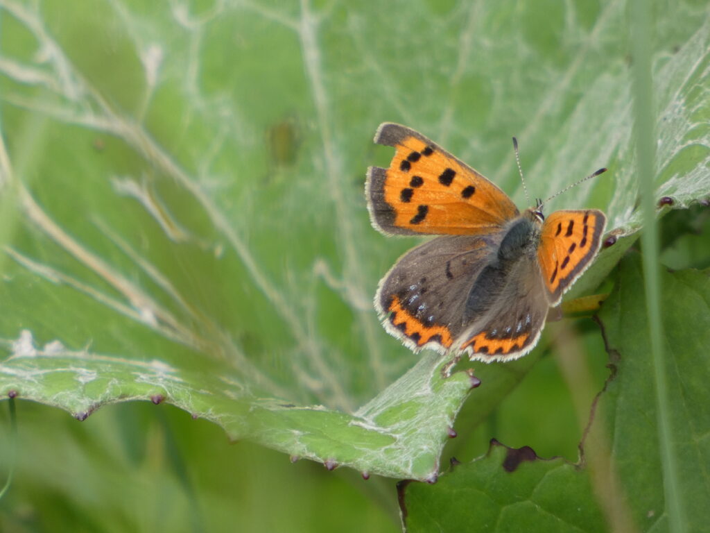 Small Copper butterfly
