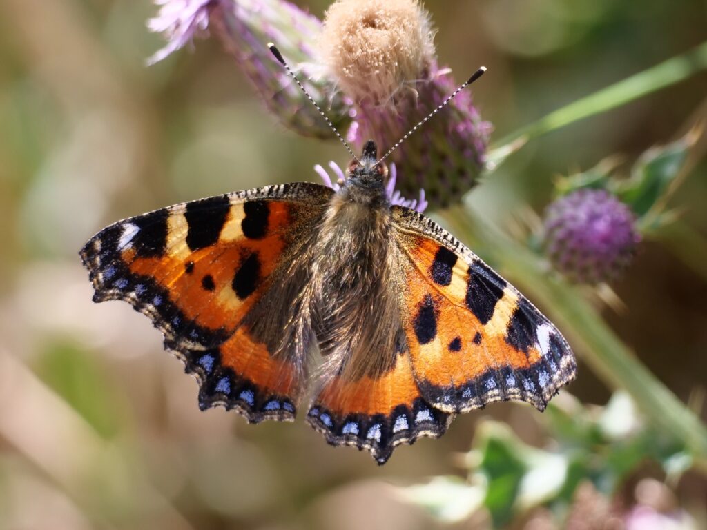 Small Tortoiseshell butterfly