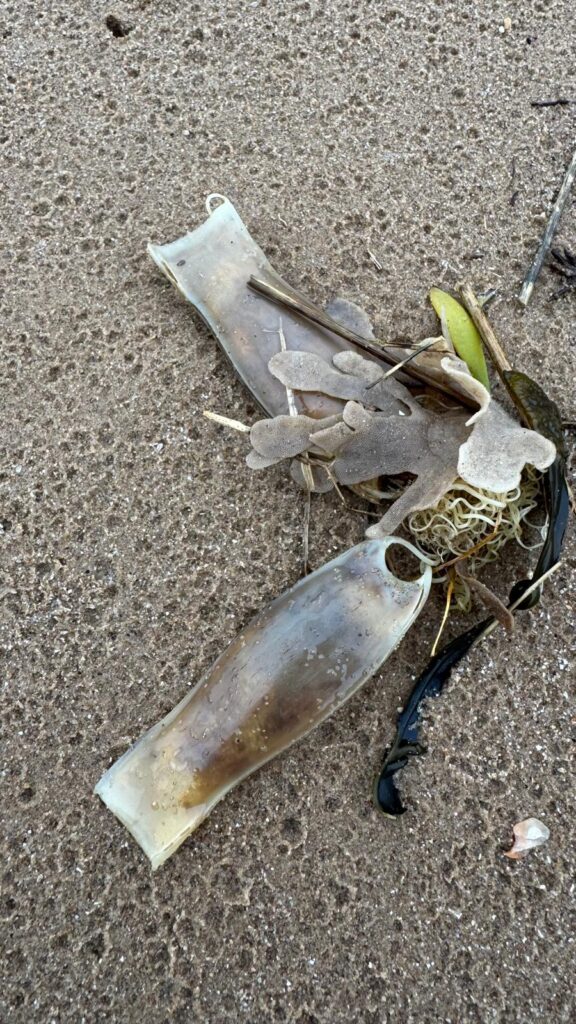 Small spotted Catshark eggcase