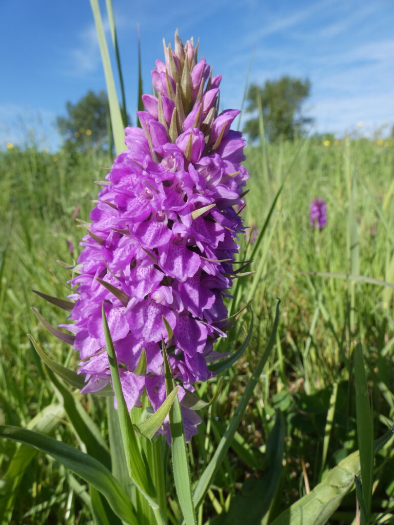 Southern Marsh Orchid (Dactylorhiza praetermissa)