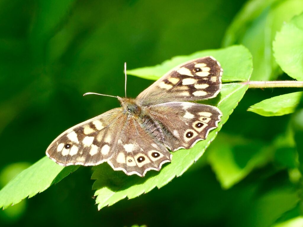 Speckled Wood butterfly