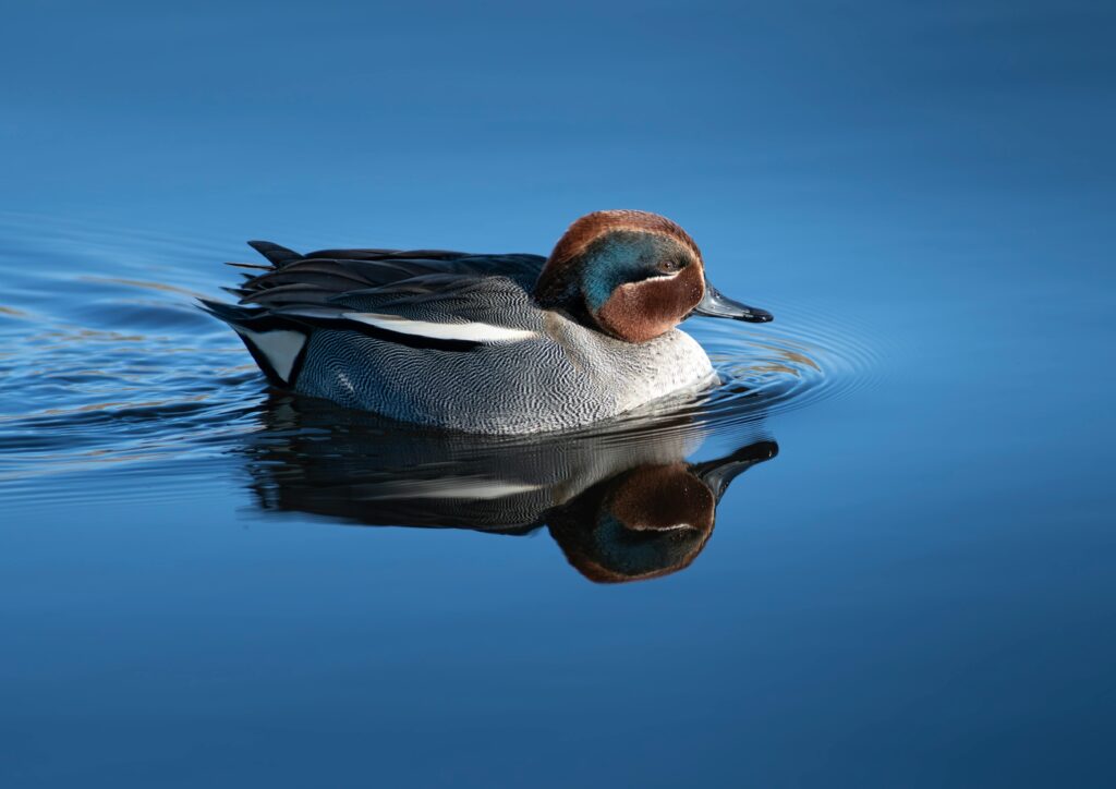 Teal bird