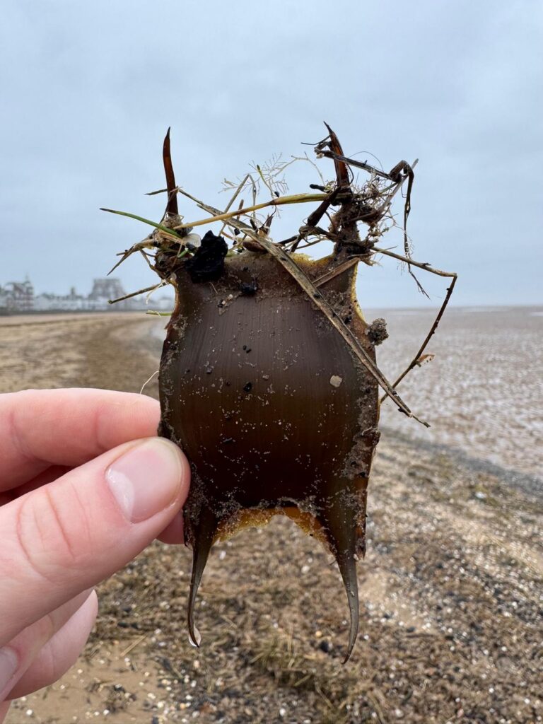 Thornback Ray eggcase