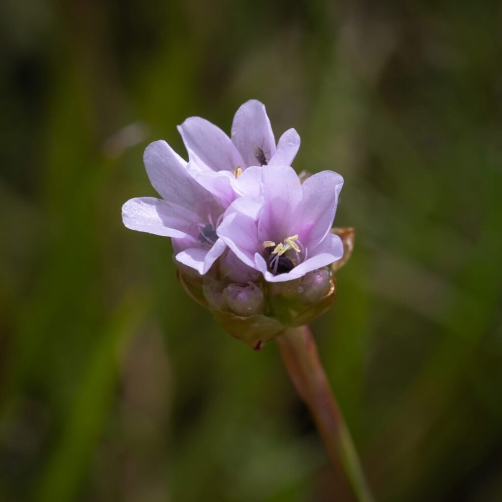 Thrift (Armeria maritima)
