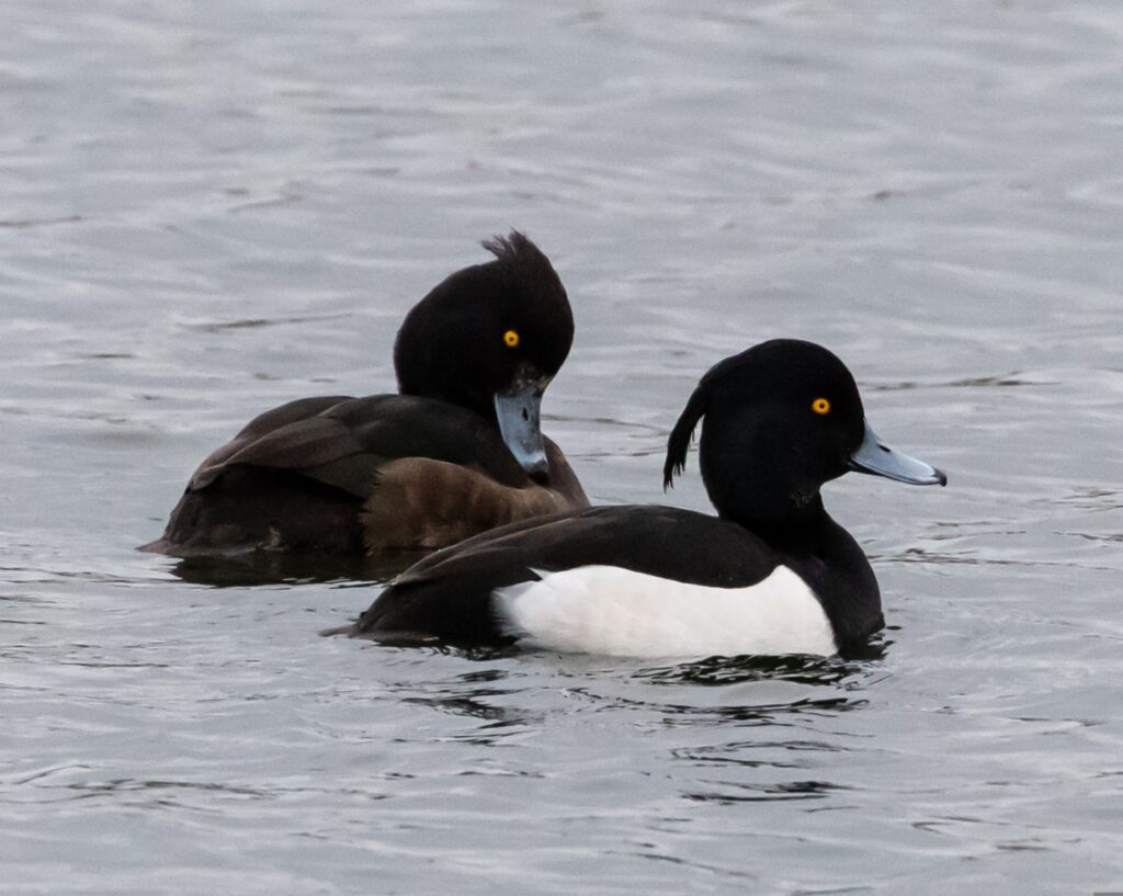 Tufted Duck