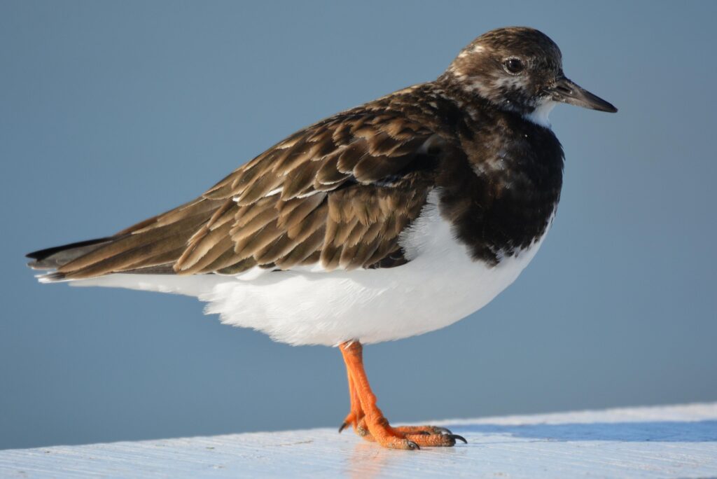 Turnstone bird
