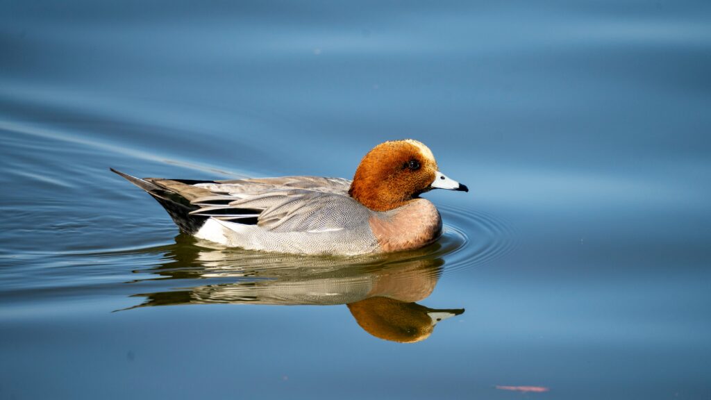 Wigeon