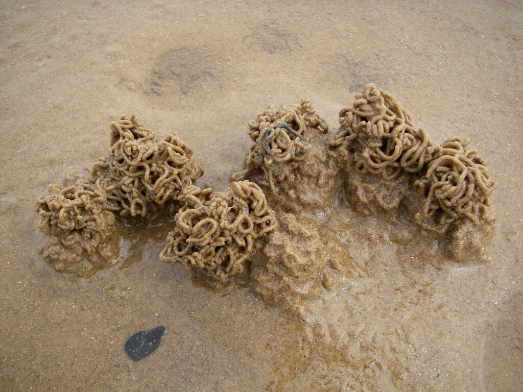 Worm casts